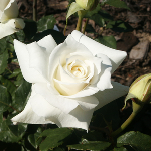 Alb - trandafir pentru straturi Grandiflora - Floribunda